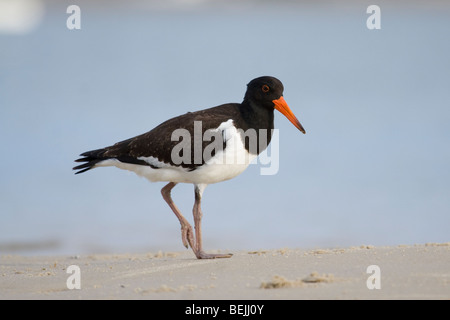 Oyster Catcher (Haematopus longirostris) girovagando per la linea del litorale sulla Gold Coast, Australia Foto Stock