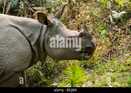 Il rinoceronte indiano in Chitwan il parco nazionale, il Nepal Foto Stock