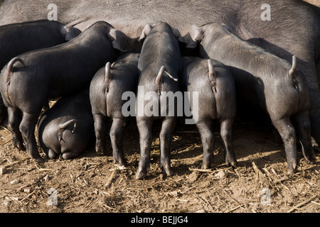 Grande Nero pedigree seminare maiale, noto anche come Cornish nero, allattamento la sua cucciolata di suinetti. Regno Unito. Foto Stock