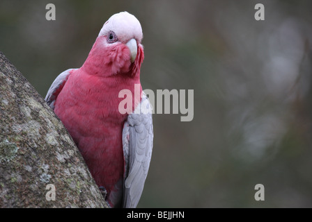 Galah su un ramo Foto Stock