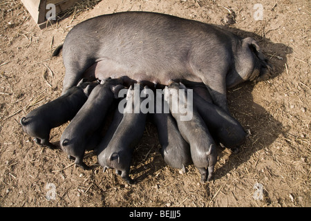 Grande Nero pedigree seminare maiale, noto anche come Cornish nero, allattamento la sua cucciolata di suinetti. Regno Unito. Foto Stock