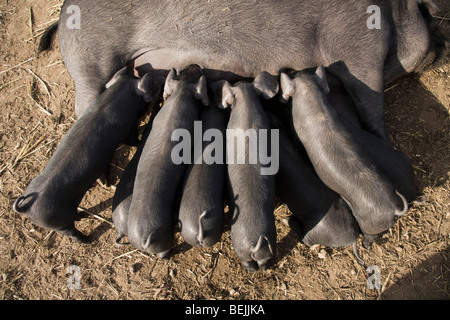 Grande Nero pedigree seminare maiale, noto anche come Cornish nero, allattamento la sua cucciolata di suinetti. Regno Unito. Foto Stock