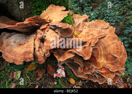 Gigante staffa polypore fungo / nero-colorazione (polypore Meripilus giganteus / Polyporus giganteus) sul tronco di albero Foto Stock