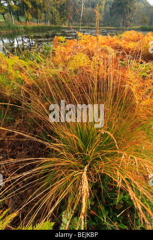 Viola moor erba (Molinia caerulea) e bracken fern (Pteridium aquilinum) in Autunno colori Foto Stock