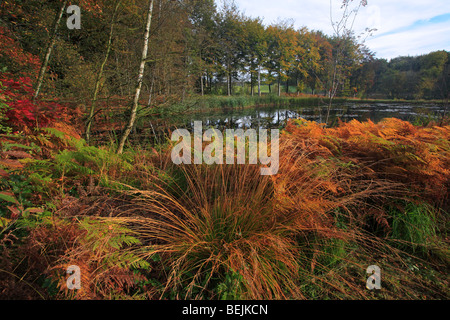 Viola moor erba (Molinia caerulea) e bracken fern (Pteridium aquilinum) in Autunno colori Foto Stock