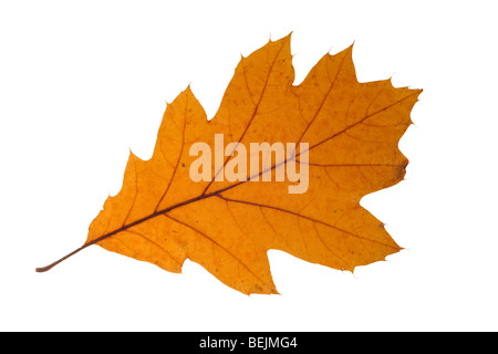 Il nord di quercia rossa / Champion quercia (Quercus rubra) foglie in autunno colori, originaria del Nord America su sfondo bianco Foto Stock