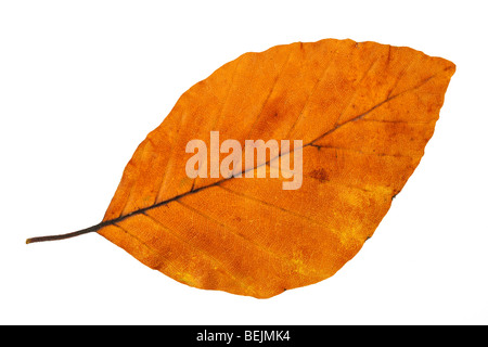 Il faggio (Fagus sylvatica) foglie in autunno colori, Belgio Foto Stock
