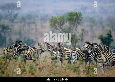 Il grooming reciproco da pianure zebre / Burchell's zebra (Equus quagga / Equus burchelli) nella mandria, il Parco Nazionale Kruger, Sud Africa Foto Stock