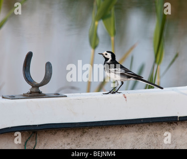 Pied Wagtail arroccato sul fianco di una vecchia barca a remi Foto Stock