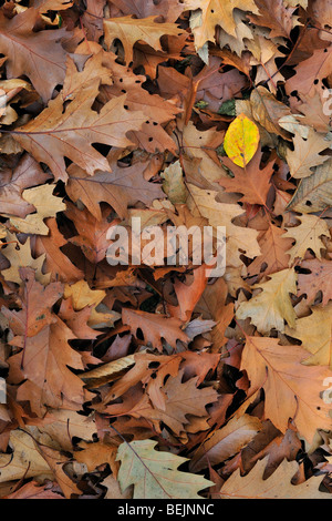 Caduto il Nord rosso di foglie di quercia (Quercus rubra) sul suolo della foresta in autunno Foto Stock