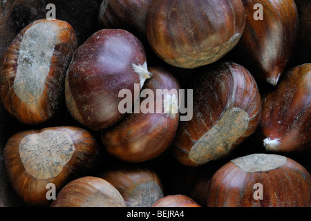 Sweet Chestnut i dadi / marron (Castanea sativa) raccolto in autunno Foto Stock