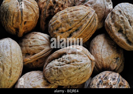 Noce comune / noce Persico / Inglese di noci (Juglans regia) nativa per il Sud Europa e Asia raccolto in autunno Foto Stock