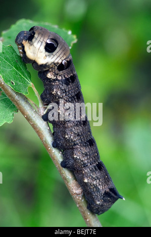Elephant hawk moth caterpillar (Deilephila elpenor) mangiare le foglie da bush Foto Stock