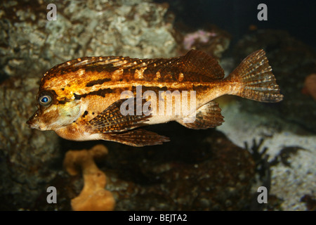 Horsefish Spinenose Congiopodus spinifer prese a Two Oceans Aquarium e Cape Town, Sud Africa Foto Stock