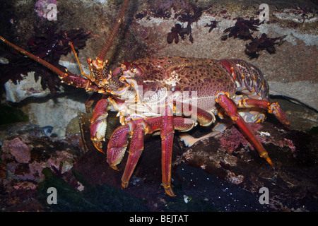 West Coast Rock Lobster Jasus lalandii prese a Two Oceans Aquarium e Cape Town, Sud Africa Foto Stock