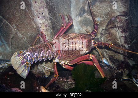 West Coast Rock Lobster Jasus lalandii prese a Two Oceans Aquarium e Cape Town, Sud Africa Foto Stock