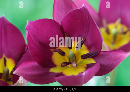 Tulipa humilis 'Perla persiano" (Tulip) Varie Gruppo Foto Stock