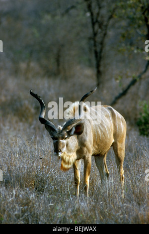 Kudu maggiore (Tragelaphus strepsiceros) nel Parco Nazionale di Kruger, Sud Africa Foto Stock