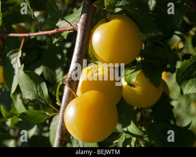 Close-up di un albero di prugna Foto Stock