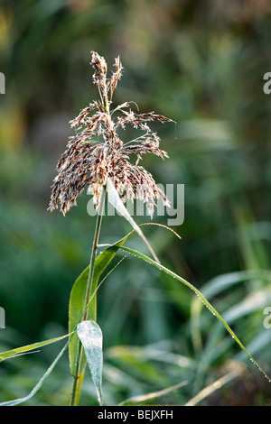 Reed comune testa di fiori (Phragmites australis), Belgio Foto Stock