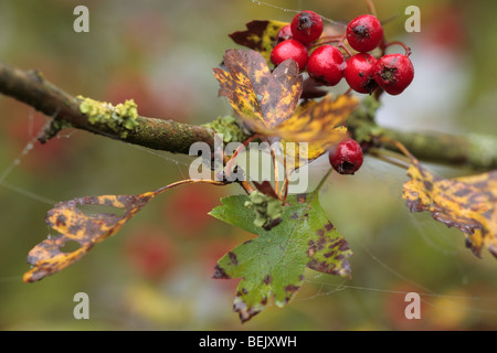 Bacche di biancospino (Crataegus monogyna), Belgio Foto Stock