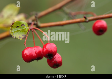 Bacche di biancospino (Crataegus monogyna), Belgio Foto Stock