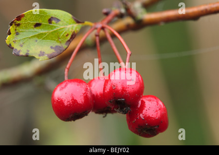 Bacche di biancospino (Crataegus monogyna), Belgio Foto Stock