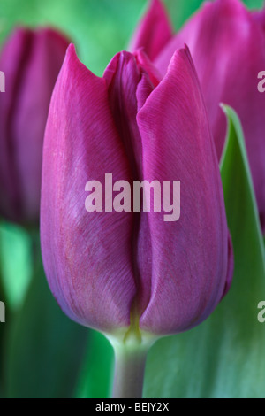 Tulipa 'Viola Prince' (Tulip) Darwinhybrid gruppo Foto Stock