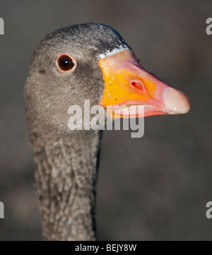 Graylag Goose (Anser anser) Foto Stock