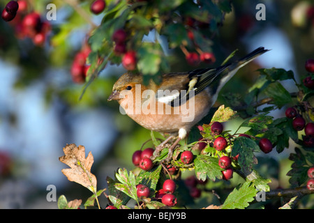 (Fringuello Fringilla coelebs) rovistando tra le bacche di biancospino (Crataegus monogyna), Belgio Foto Stock