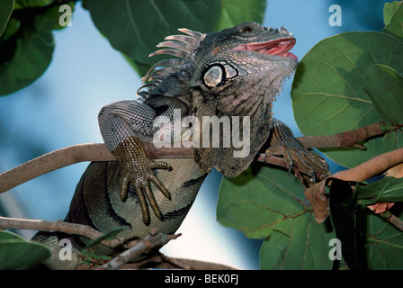 Iguana verde aka comune (Iguana Iguana iguana) appesi su di un ramo Foto Stock