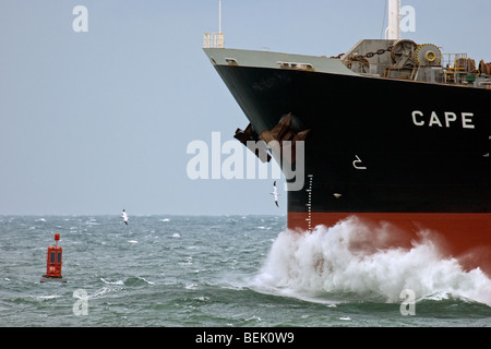 Northern sule (Morus bassanus / Morus bassana) battenti nella parte anteriore della nave arco sul Mare del Nord, Francia Foto Stock