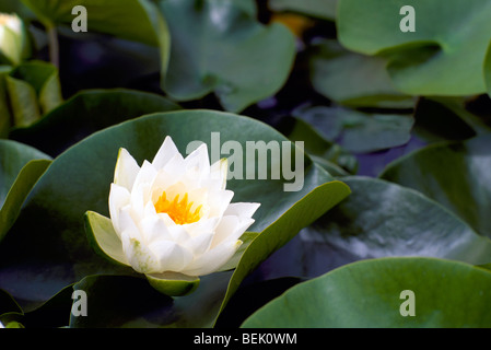 Close up White Water Lily (Nymphaeaceae) fiorire su Lily Pad Foto Stock