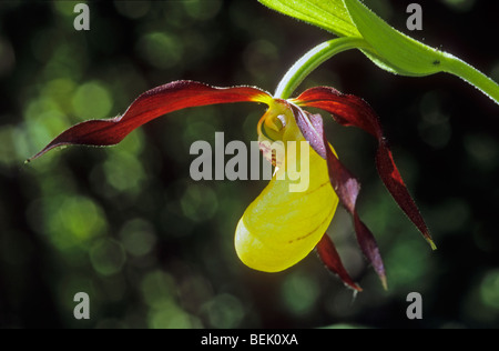 Giallo varietà di orchidee viola (Cypripedium calceolus), Scandinavia, Svezia Foto Stock