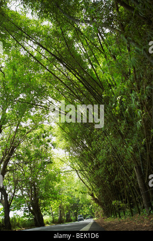 Road passando attraverso una foresta, Puerto Rico Foto Stock