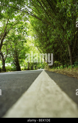 Road passando attraverso una foresta, Puerto Rico Foto Stock