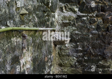 Dissipatore di vecchia o abbeveratoio con tubazioni a parete in un granaio abbandonati Foto Stock