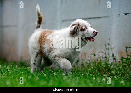 Australian Shepherd pup in esecuzione sul prato in giardino Foto Stock