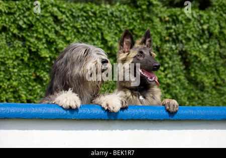 Collie barbuto e Tervueren pastore (Canis lupus familiaris) in giardino Foto Stock