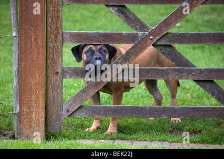 Curioso Boerboel, South African cane da guardia alla ricerca attraverso la recinzione in campo Foto Stock