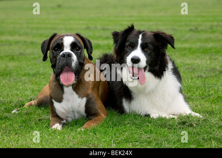 Boxer e Border Collie che giace accanto a ogni altro sul prato in giardino Foto Stock