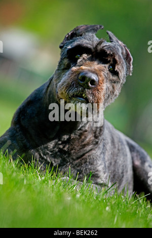 Bouvier des Flandres cane giacente in erba sul prato in giardino, Belgio Foto Stock