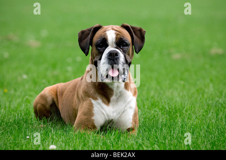 Cane Boxer giacente all'esterno sul prato in giardino Foto Stock