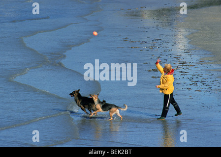 Due cani pastore tedesco (Canis lupus familiaris) correre e giocare con la palla in acqua sulla spiaggia lungo la costa del Mare del Nord Foto Stock