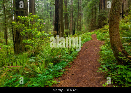Sentiero attraverso gli alberi di sequoia e foresta, Del Norte coast redwood State Park, California Foto Stock