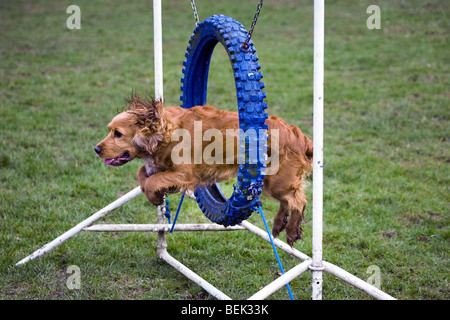 Cocker Spaniel cane jumping attraverso il pneumatico in un percorso ad ostacoli in campo di agilità della scuola per cani Foto Stock