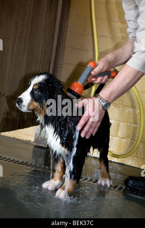 Lavaggio del Bovaro del Bernese cucciolo con tubo flessibile per acqua Foto Stock