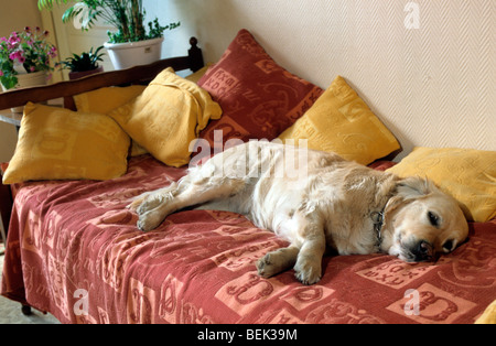 Il golden retriever cane addormentato sul letto in camera da letto di casa in casa Foto Stock