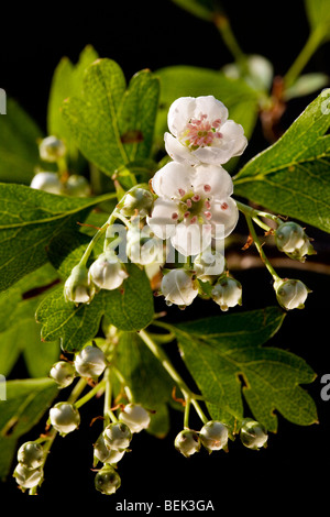 Biancospino / single-seeded biancospino (Crataegus monogyna) che fiorisce in primavera Foto Stock