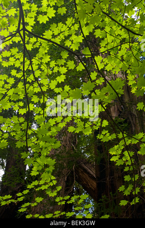 Vite illuminate dal sole foglie di acero e alberi di sequoia nella foresta a Stout Grove, Jedediah Smith Redwoods State Park, California Foto Stock